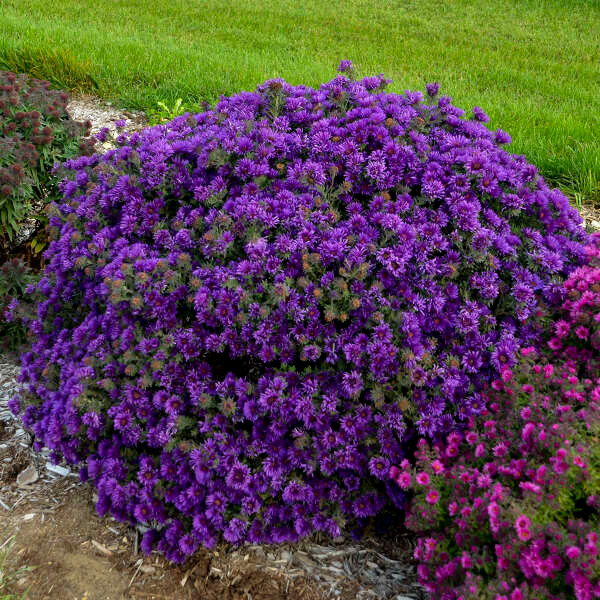 Aster Grape Crush - Wedel's Garden Center