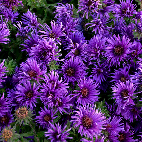 Aster Grape Crush - Wedel's Garden Center