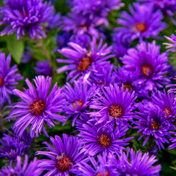 Aster Grape Crush - Wedel's Garden Center