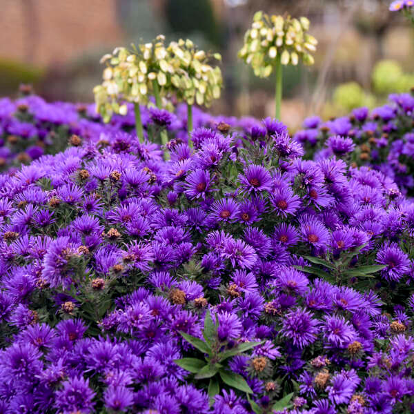 Aster Grape Crush - Wedel's Garden Center