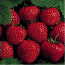 All Star Strawberry Plants