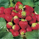 Eversweet Strawberry Plants