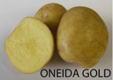 Oneida Gold Potato Bulk