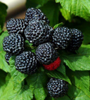 Raspberry, Jewell Black