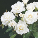 Iceberg Rose Floribunda