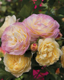 Life of the Party Rose