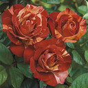 Tropical Lightning Rose