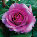 Perfume Factory Rose