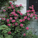 Zéphirine Drouhin Rose