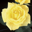 Mellow Yellow Rose