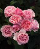 All Dressed Up™ Rose