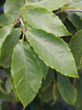 American Beech (Green)