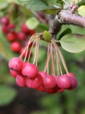 Sargent (Clump) Crabapple