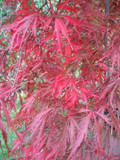 Tamukeyama Japanese Maple Tree