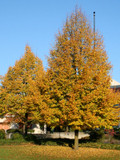 Greenspire Linden Tree