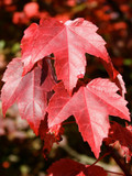 Brandywine Maple Tree