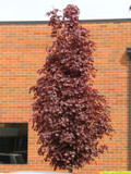 Crimson Sentry Maple Tree