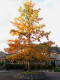 Swamp White Oak Tree