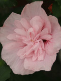 Pink Chiffon Rose of Sharon