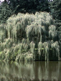 Golden Weeping Willow Tree