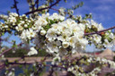 Sweet Cherry Pie Sour Fruit Bearing Cherry Tree