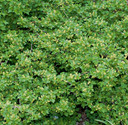 Green Mound Currant