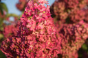 Berry White Hydrangea Shrub