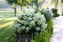 photos courtesy of Proven Winners ColorChoice Shrubs