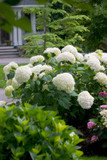 photos courtesy of Proven Winners ColorChoice Shrubs