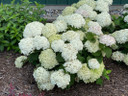 photos courtesy of Proven Winners ColorChoice Shrubs