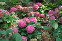 photos courtesy of Proven Winners ColorChoice Shrubs