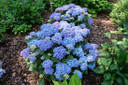 photos courtesy of Proven Winners ColorChoice Shrubs