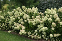 photos courtesy of Proven Winners ColorChoice Shrubs