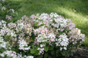 photos courtesy of Proven Winners ColorChoice Shrubs