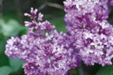 Common Purple (Lavender) Lilac Shrub