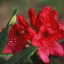 Nova Zembla Rhododendron