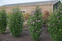 photos courtesy of Proven Winners ColorChoice Shrubs