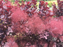 photos courtesy of Proven Winners ColorChoice Shrubs