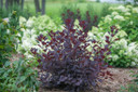 photos courtesy of Proven Winners ColorChoice Shrubs