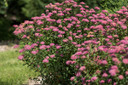 Superstar Spirea