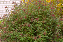 Superstar Spirea