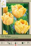 Foxy Foxtrot Tulip