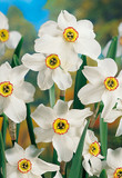 Narcissus Bulb, Pheasant's Eye/Recu