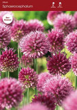 Sphaerocephalum Allium Pack of 20