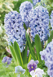 Delft Blue Hyacinth