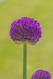 Allium Ambassador