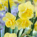 Yellow Cheerfulness Narcissus