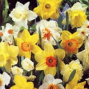 Naturalizing Narcissus Mix