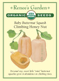 Squash Honey Nut Baby Butternut