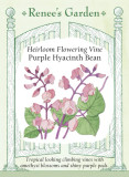 Hyacinth Bean Purple